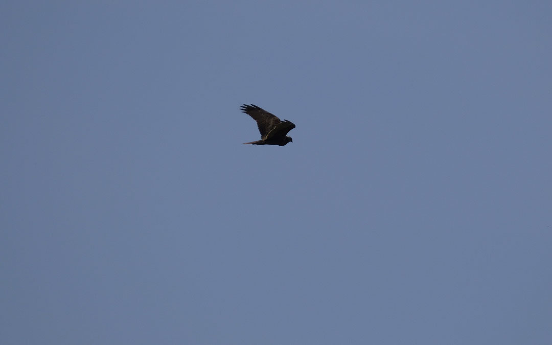 buzzard
