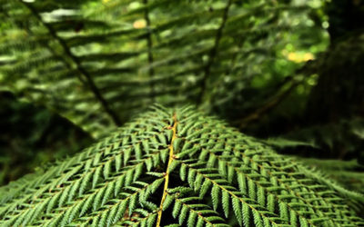 The Lost Gardens of Heligan